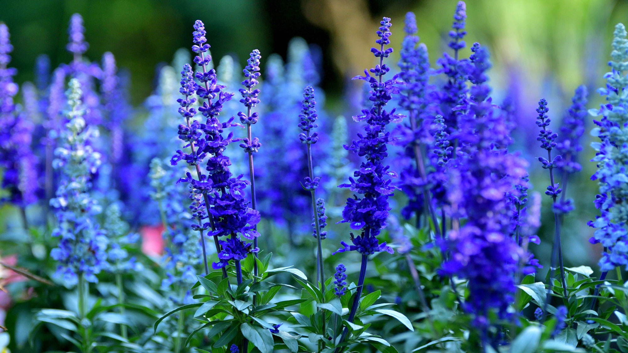 mealycup sage Victoria Blue with blue flower heads