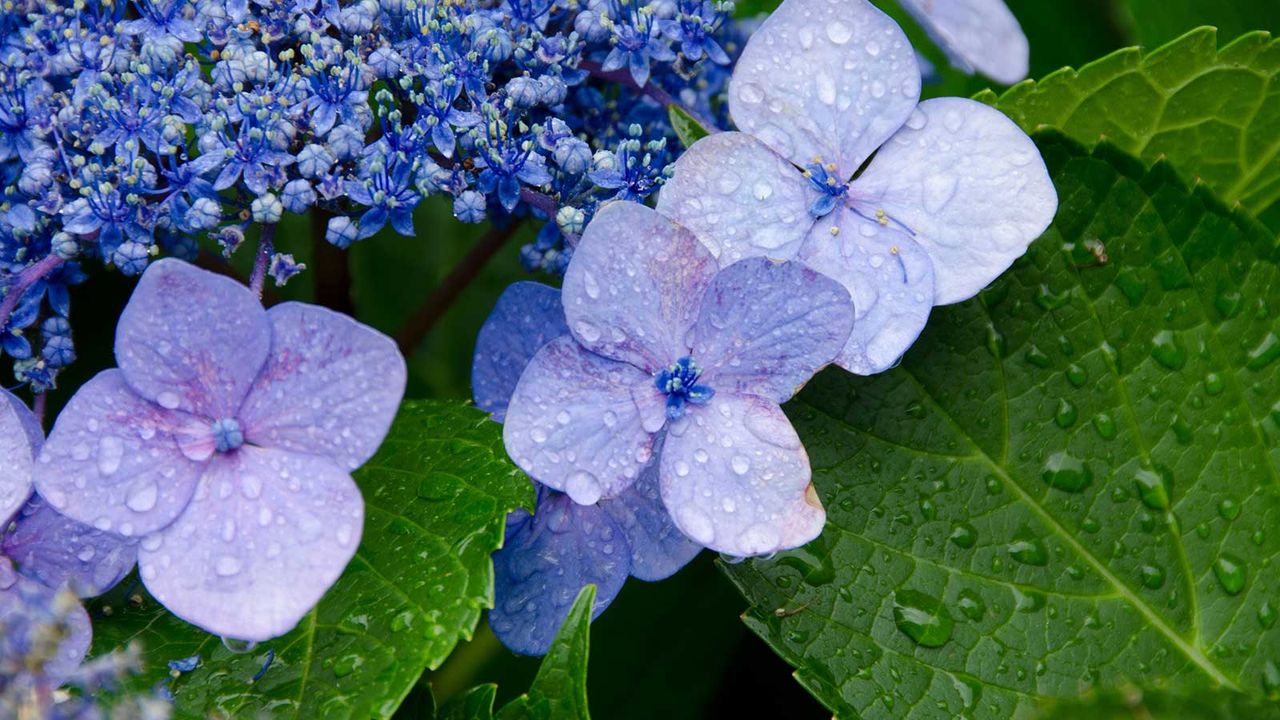 blue hydrangea