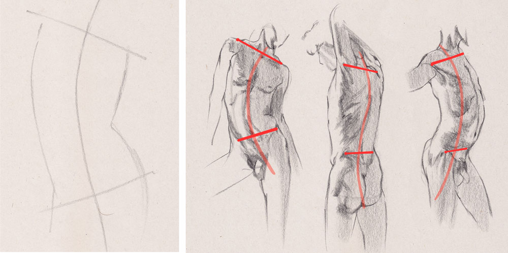 How to draw a torso: 02