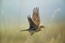 Skylark in flight