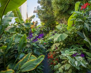 rooftop jungle garden packed with showy exotics such as Musa sikkimensis 'Red Tiger', Canna 'Endeavour' and Begonia boliviensis 'Santa Cruz'.