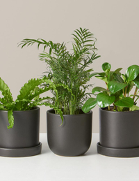 The Sill Pet Friendly Plant Subscription
