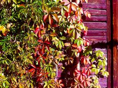 Wall Covered With Virginia Creeper Vine