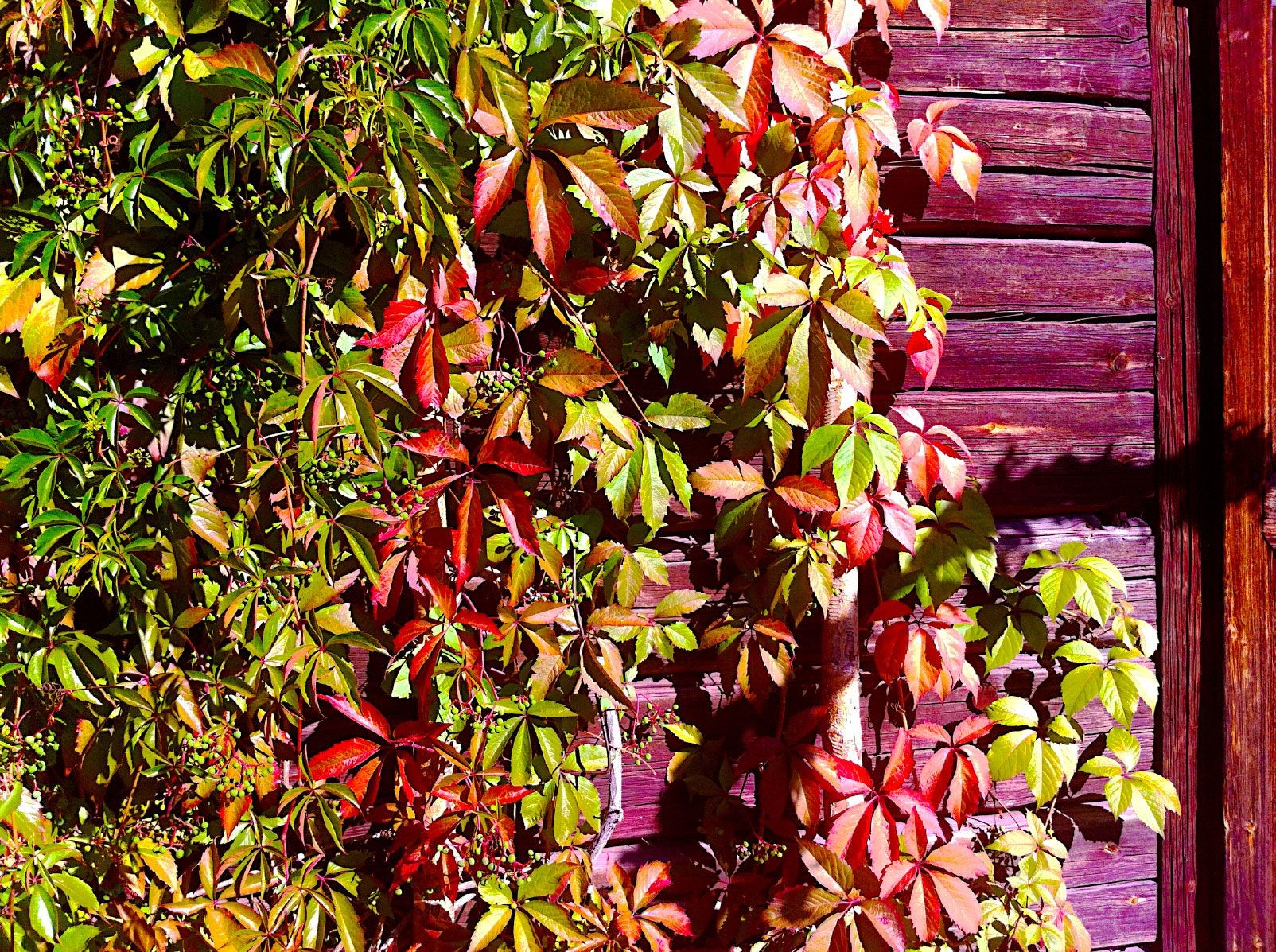 Virginia Creeper Plant