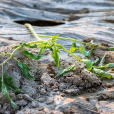 A wilted tomato seedling