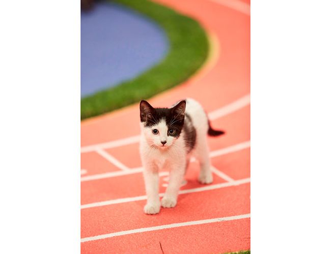 kitten-track-resized.jpg