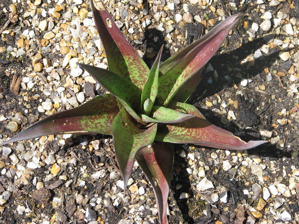 Manfreda Succulent