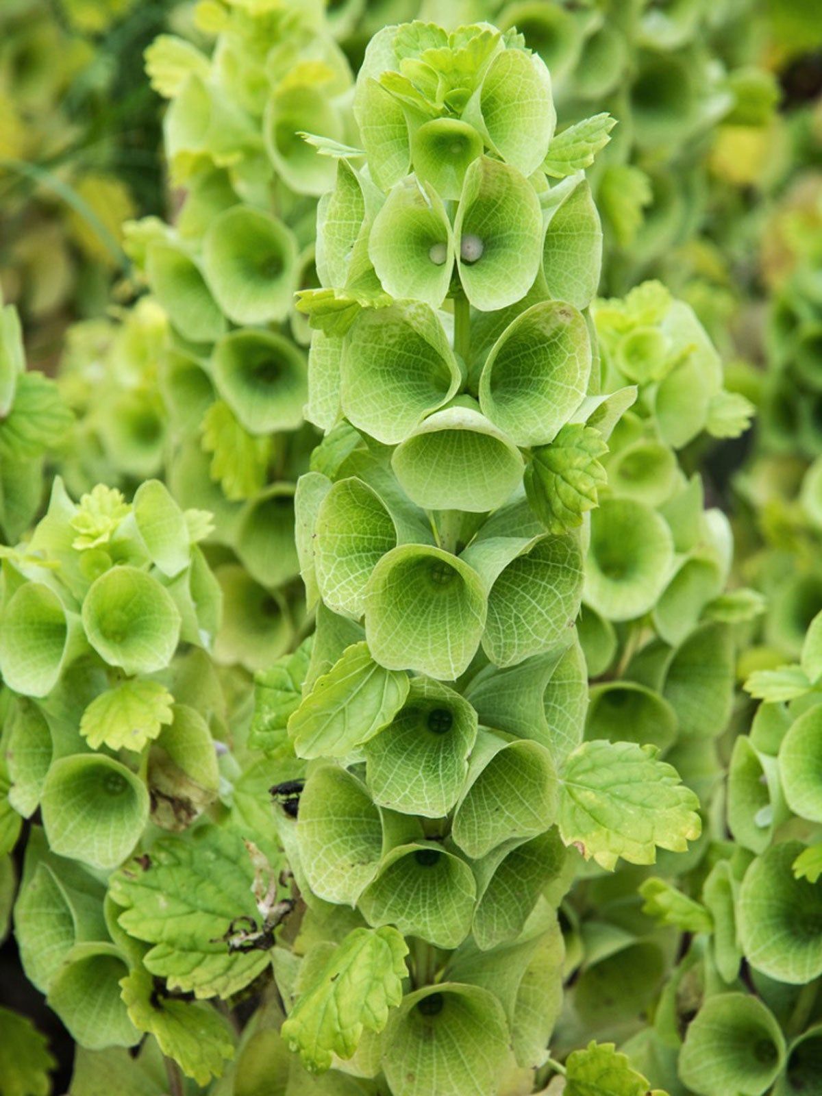 Green Irish Garden Flowers