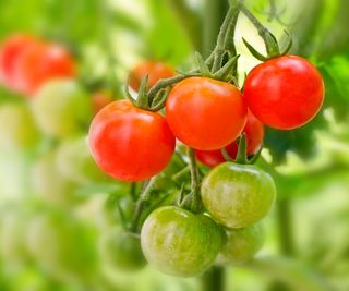 Cherry tomatoes