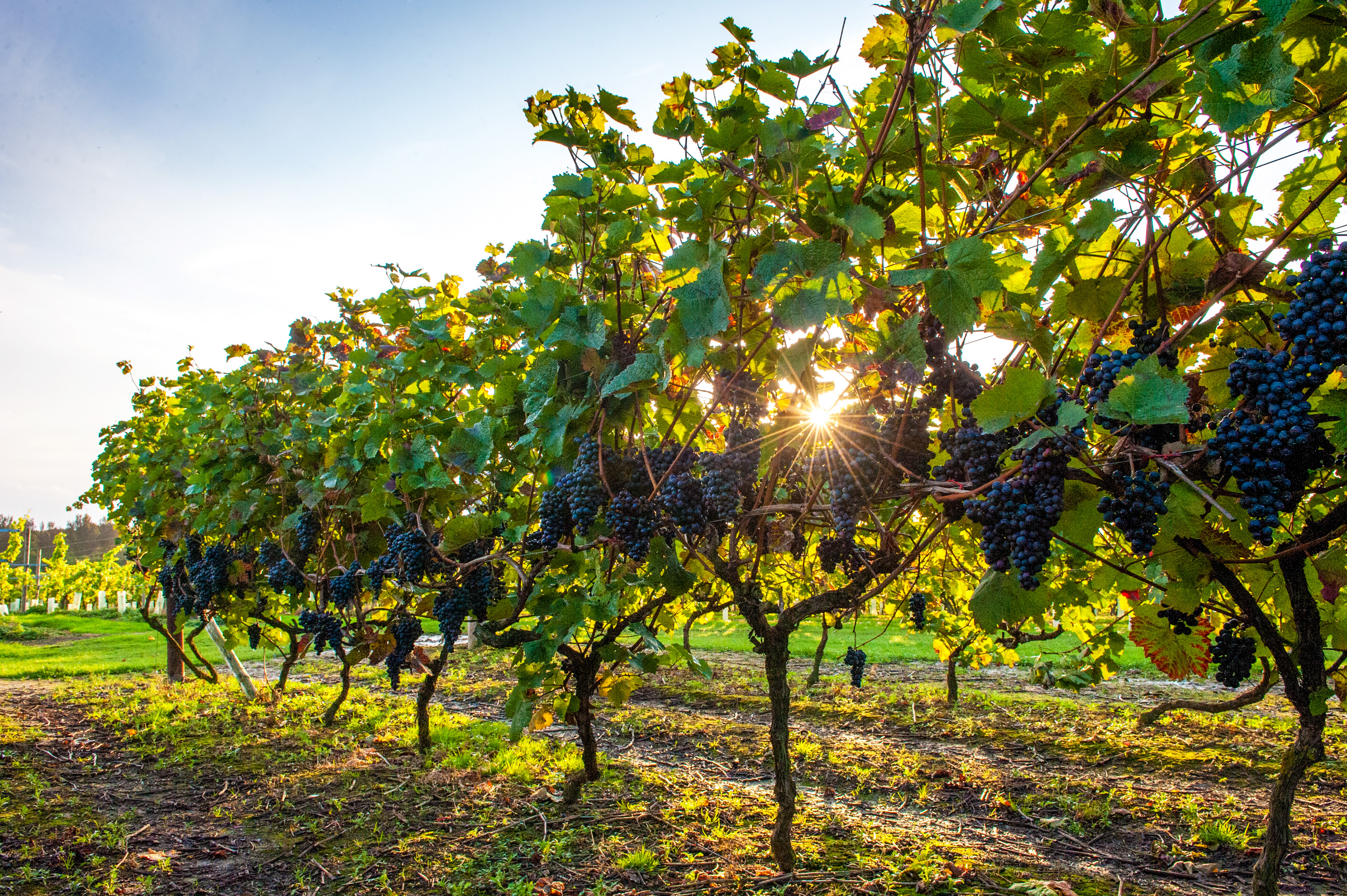 A vineyard in kent with the sun shining through the vines