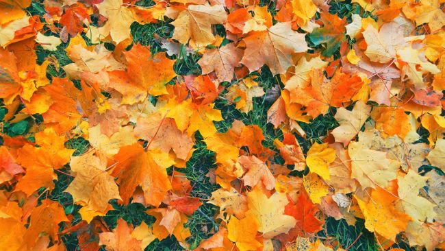 7 Ways To Use Fallen Leaves In Your Garden 