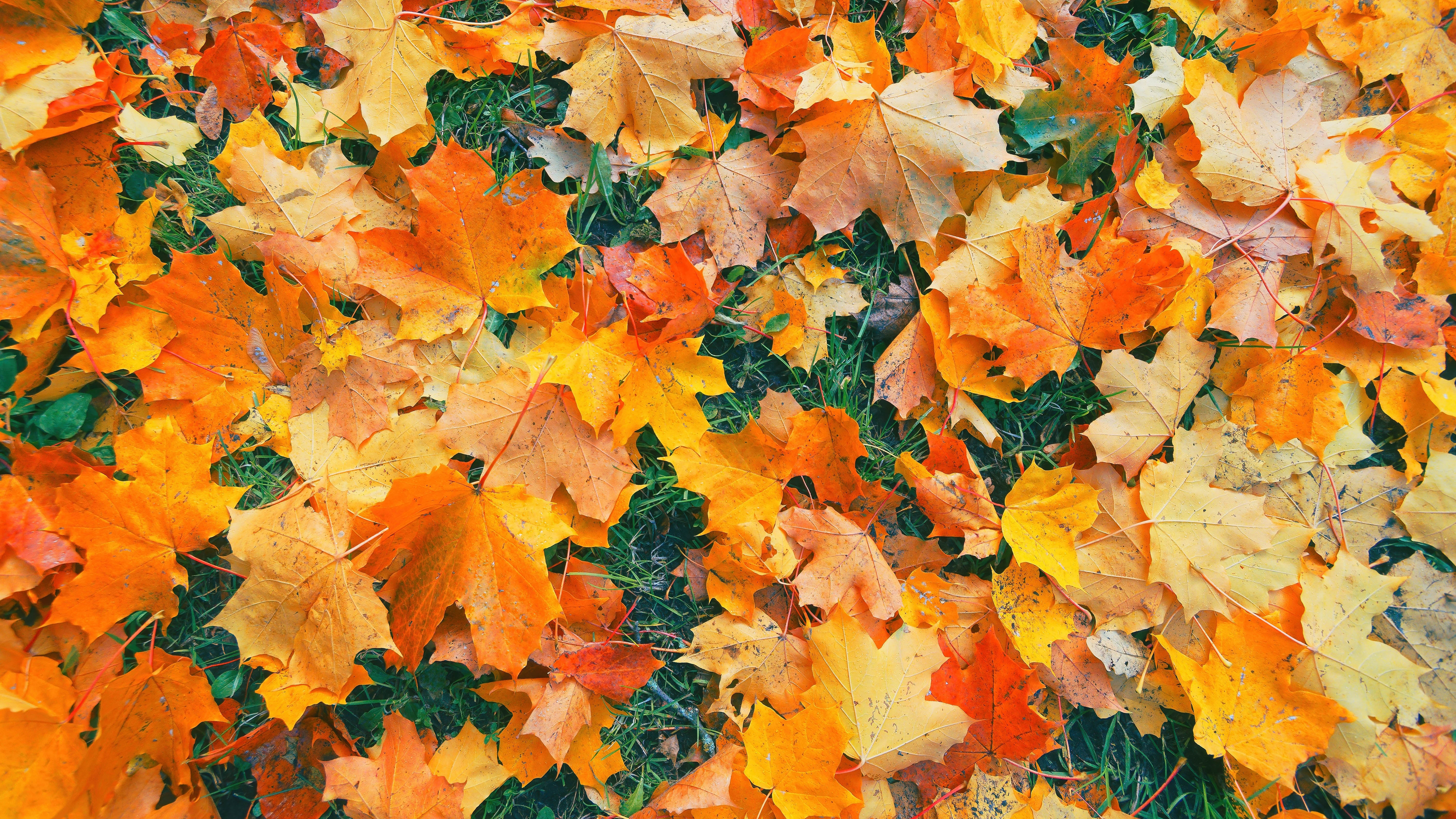 Осенние листья на газоне