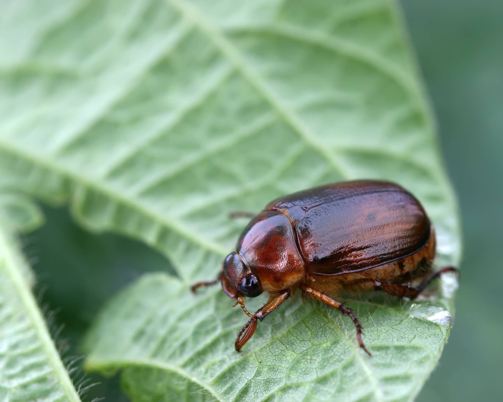 Brown June bug or beetle on leaf