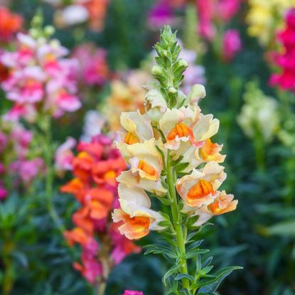 Snapdragon flowers