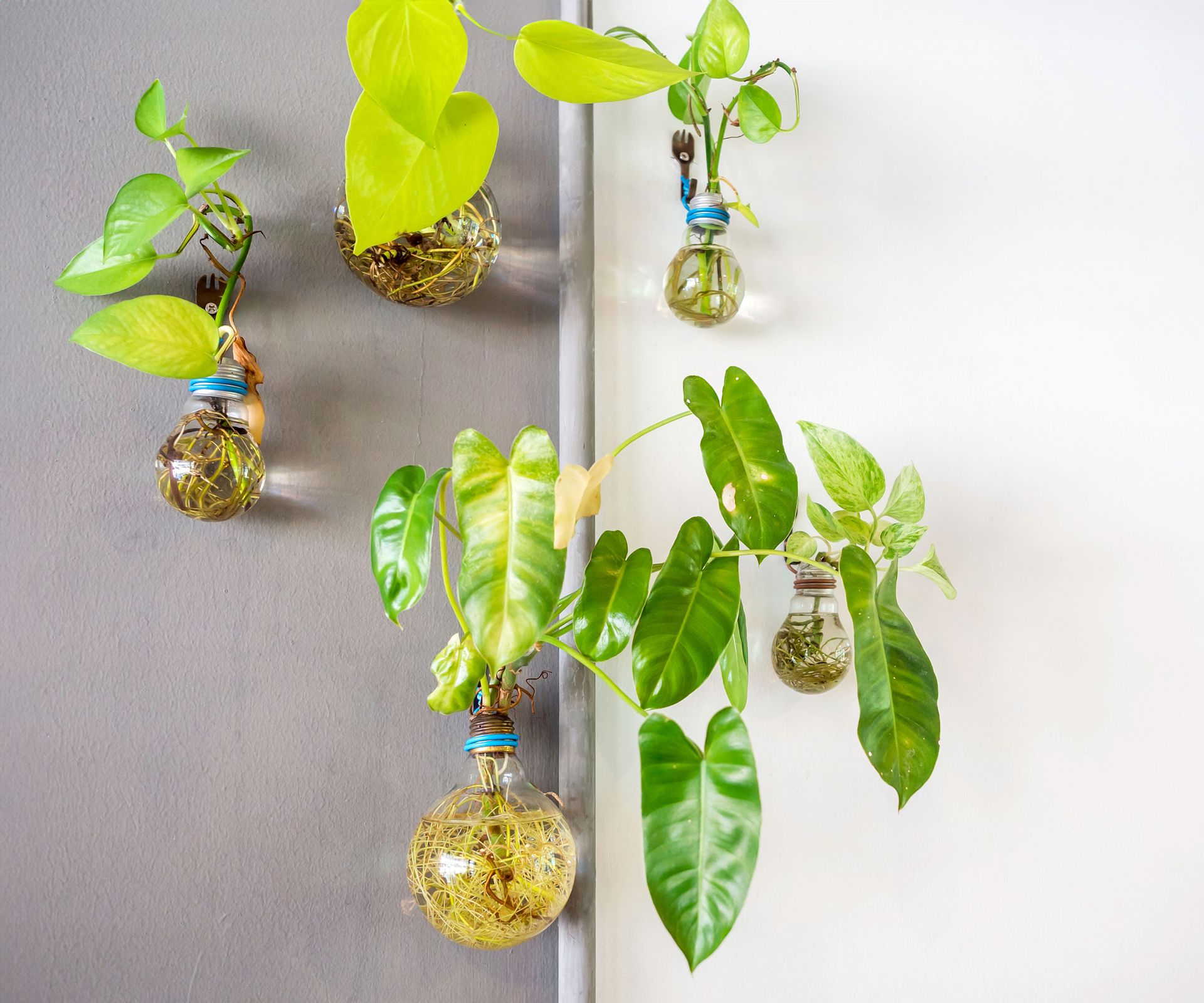 plants in hydroponics jars growing vertically