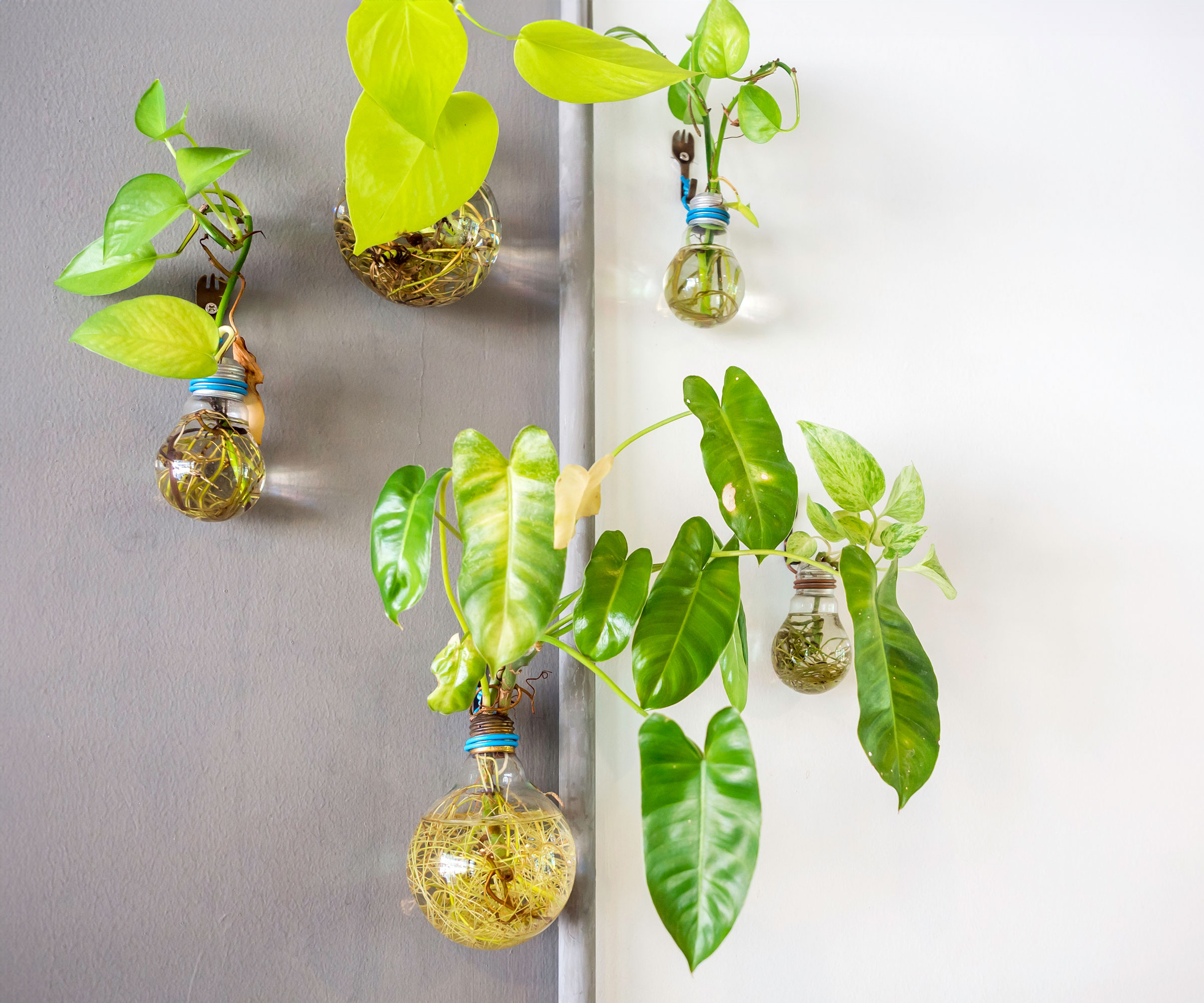plants in hydroponics jars growing vertically