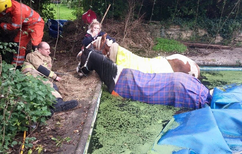 horses fall into swimming pool