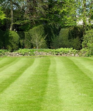 Minimalist lawn