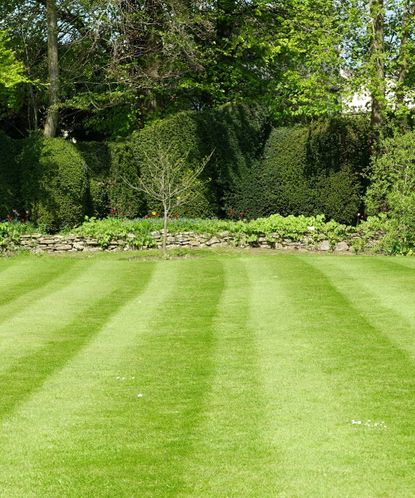 When to overseed your lawn in fall for lush grass every summer | Homes ...