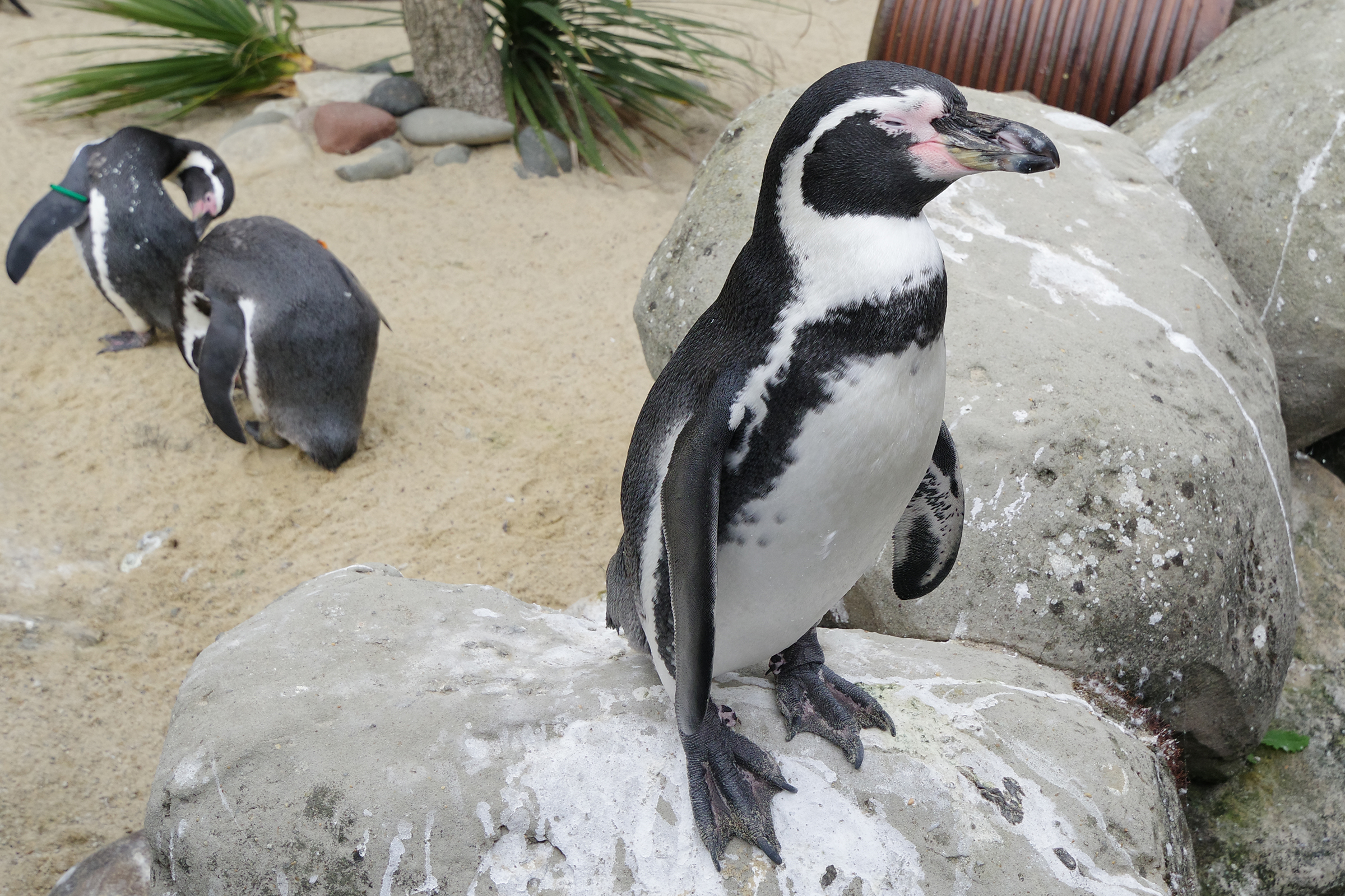 A shot of a penguin taken with the Pentax K-3 III camera, f/5, 1/1000, ISO 800