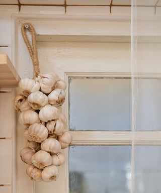 Garlic bulbs hanging in kitchen wall using jute rope tie