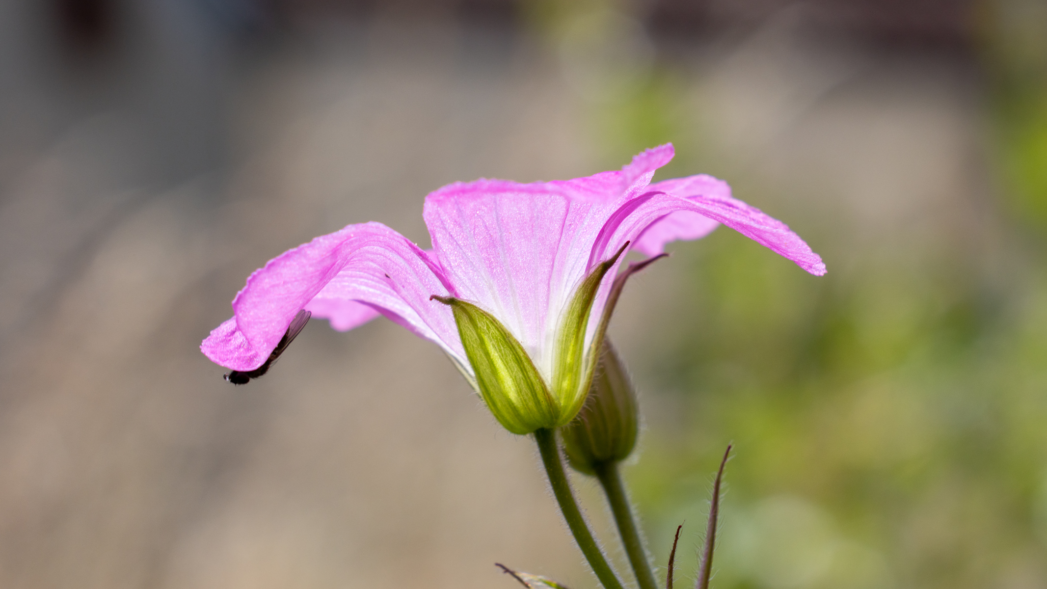 pink flower