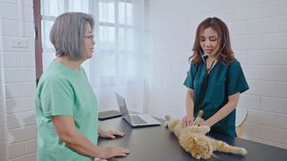 an orange cat is being checked over by a vet