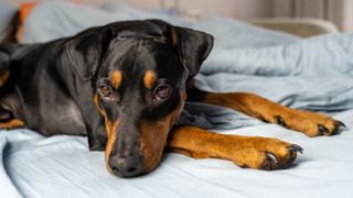 Doberman Pinscher