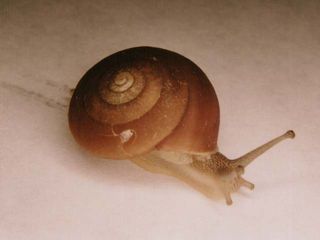 Quantula striata snail