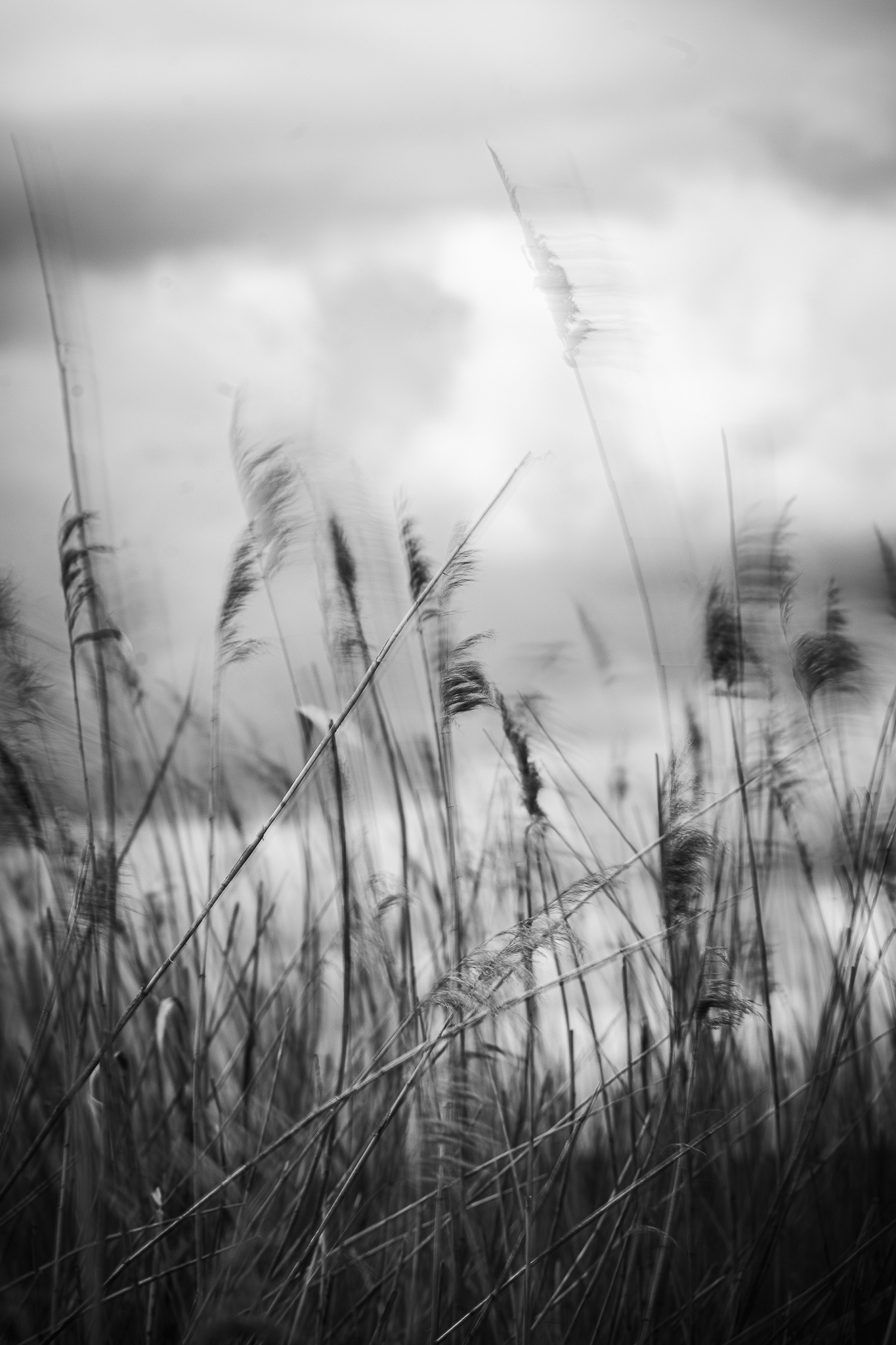 Black and white image of tall grasses swaying in the wind under a cloudy sky