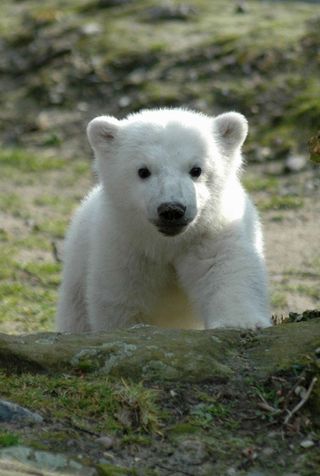 knut polar bear at zoo