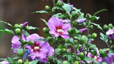 Rose of Sharon, or hibiscus, with pink tropical flowers in a summer garden border