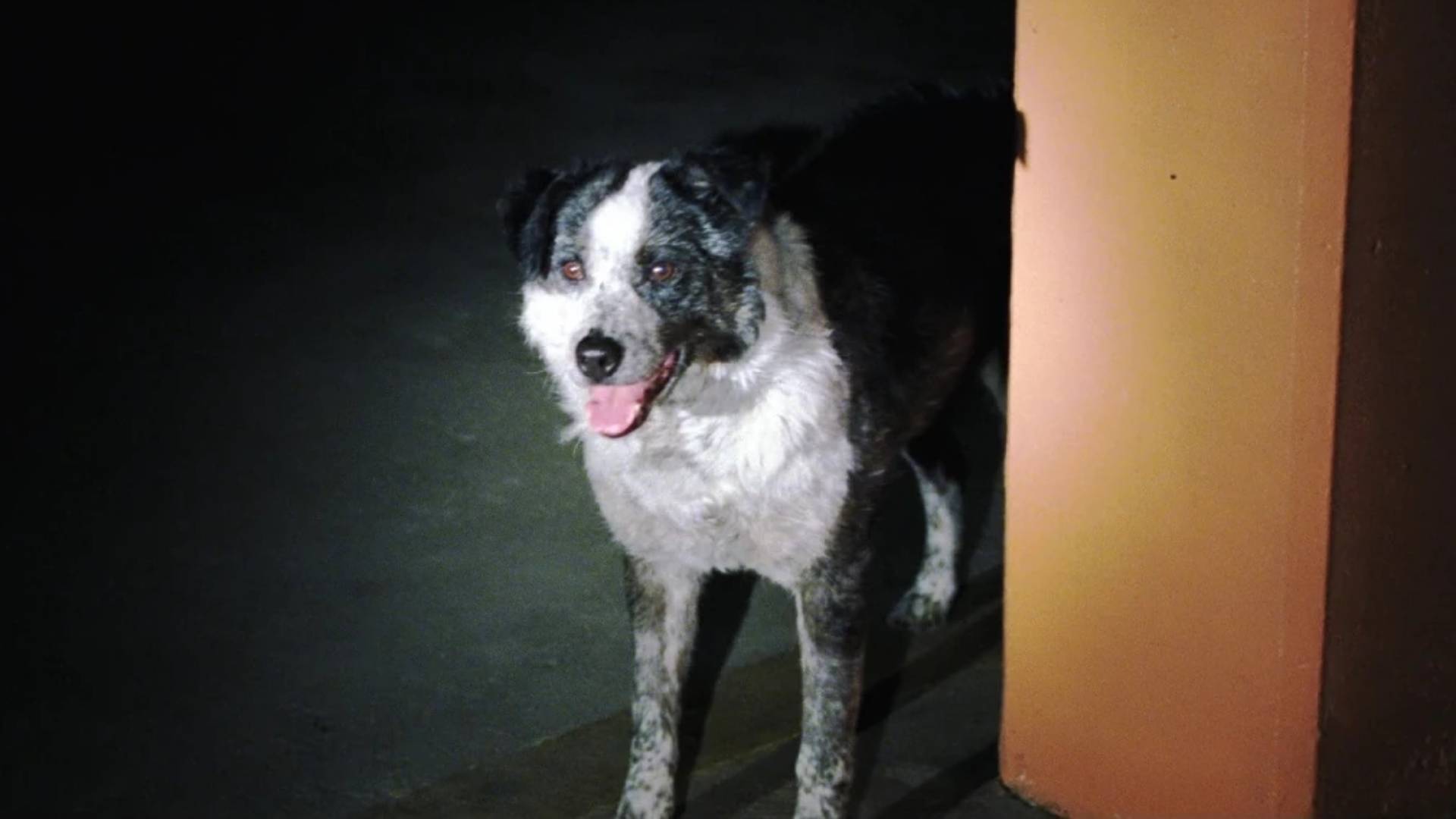 Chips the dog in Zack Snyder&#039;s Dawn of the Dead