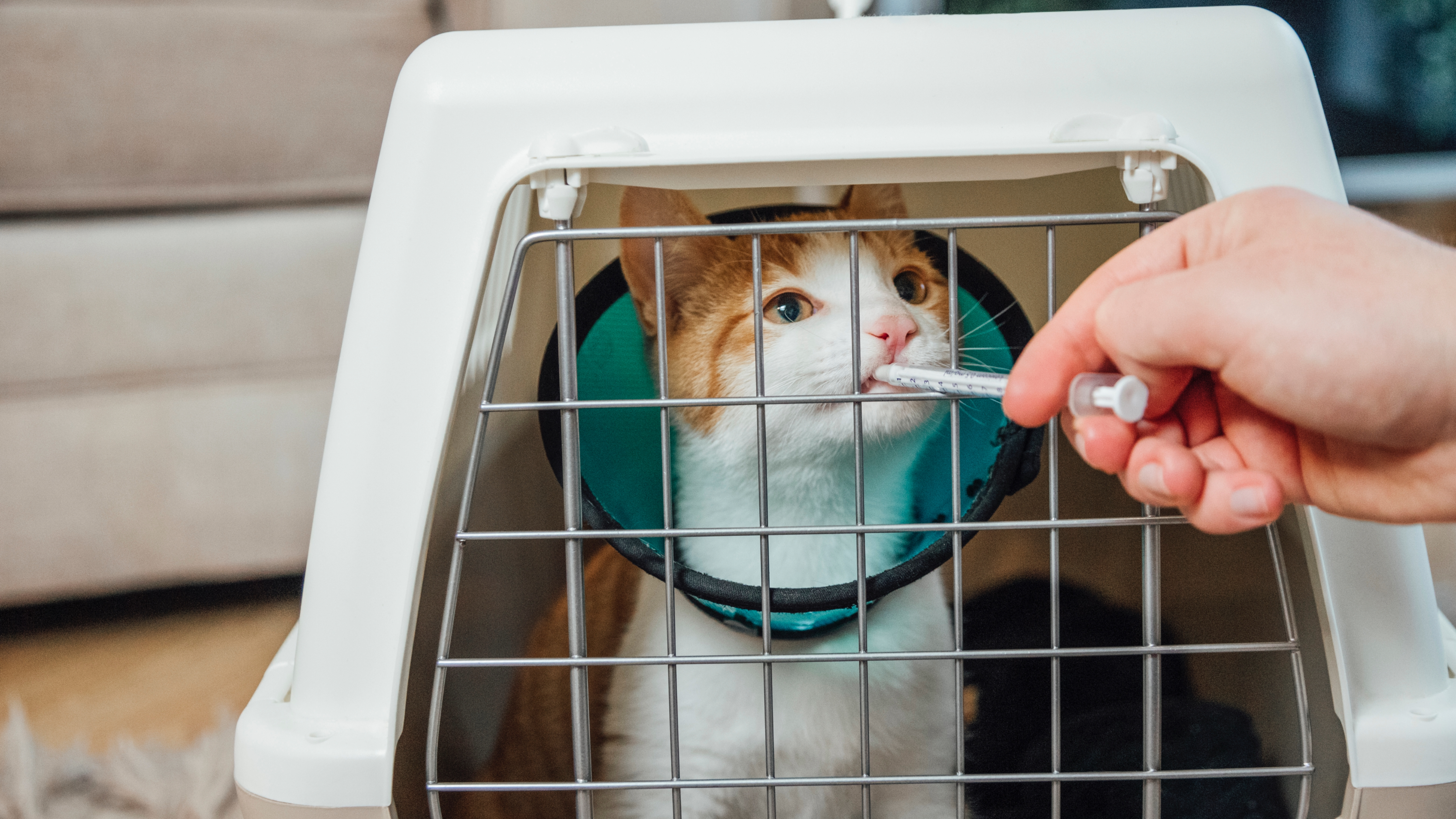 Injured cat being given medication in their carrier