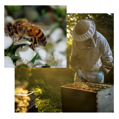 Bee populations beauty: bee on white flower and beekeeper harvesting honey 