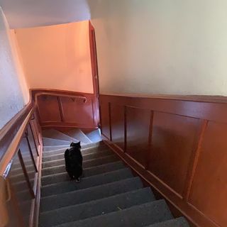 hallway with stairway and black cat