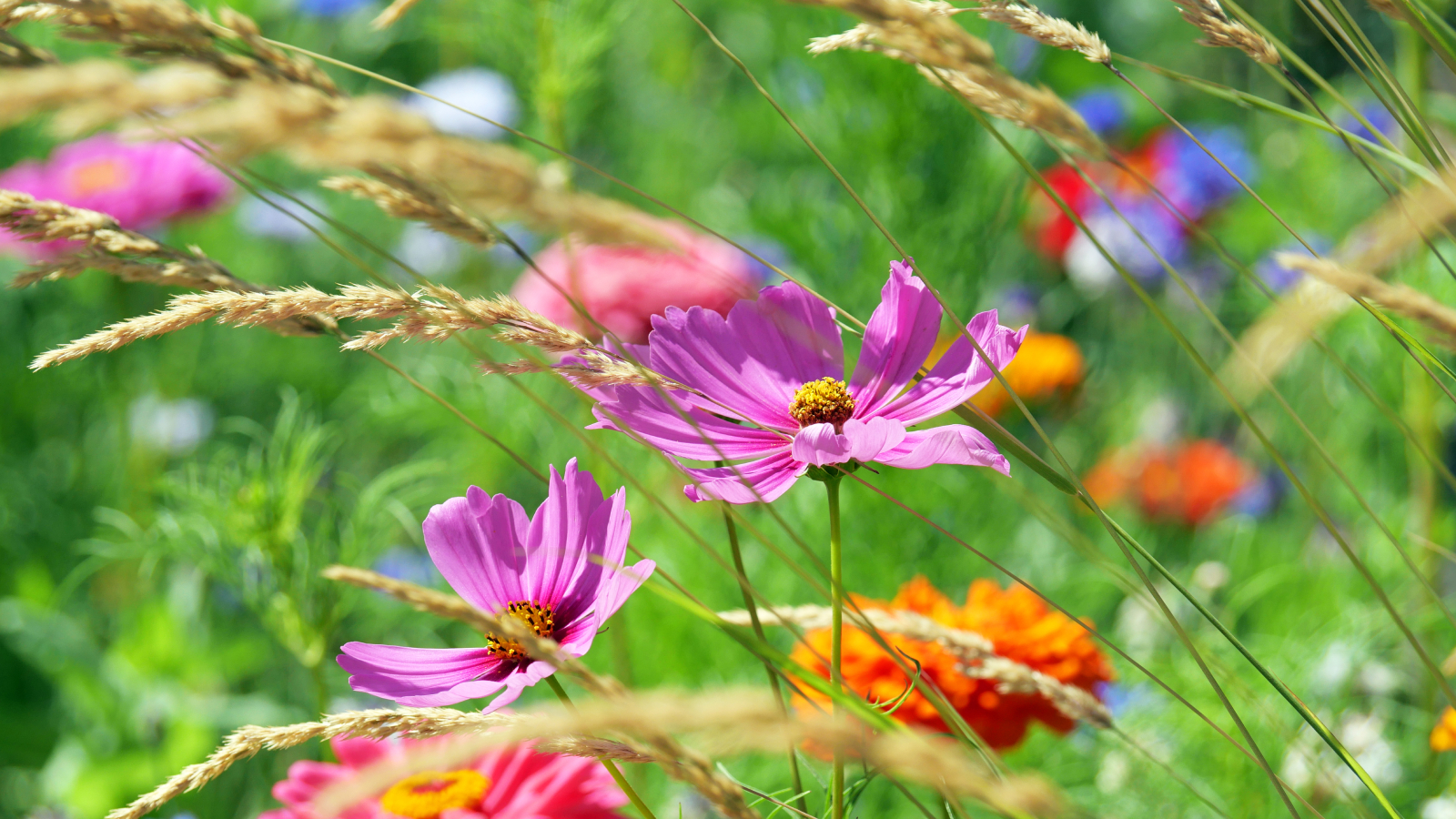Pink cosmos flowers and tall grass in prairie