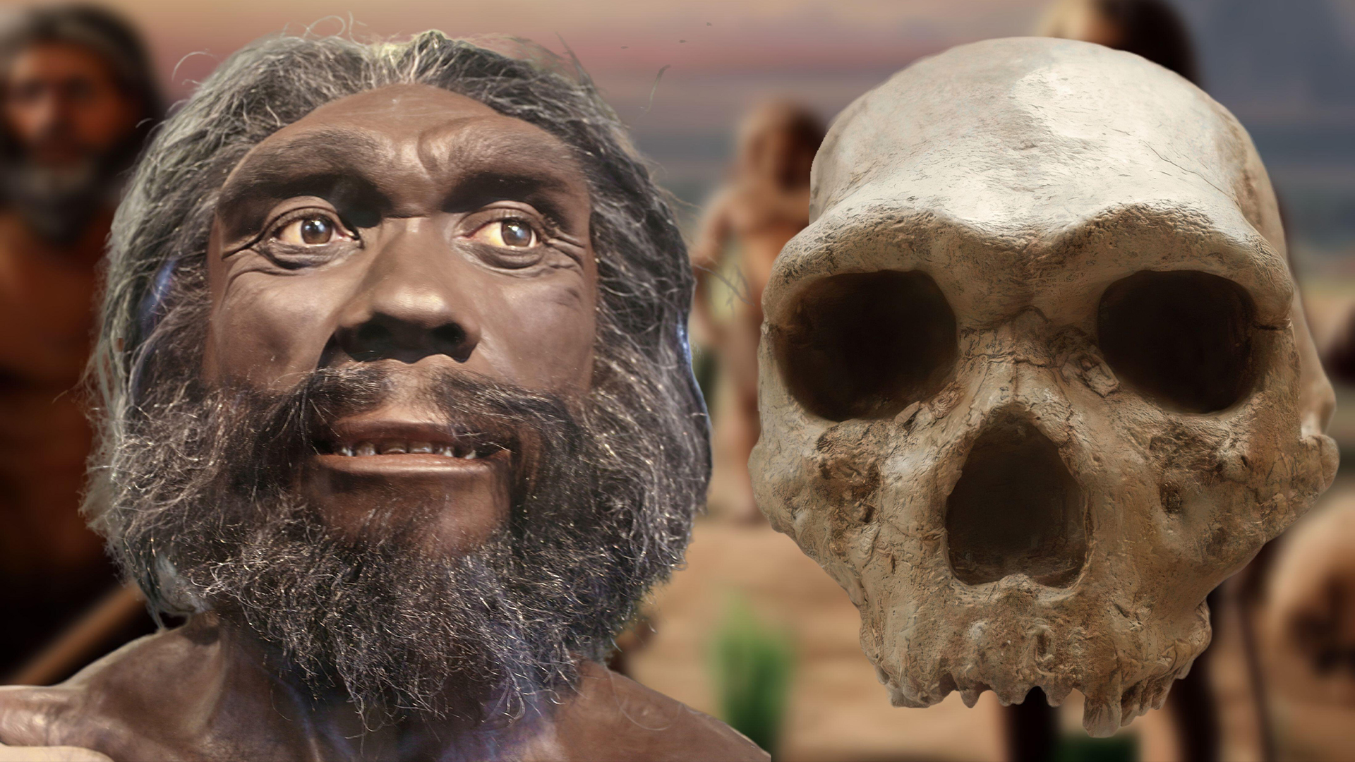 A reconstruction of Homo heidelbergensis next to its skull