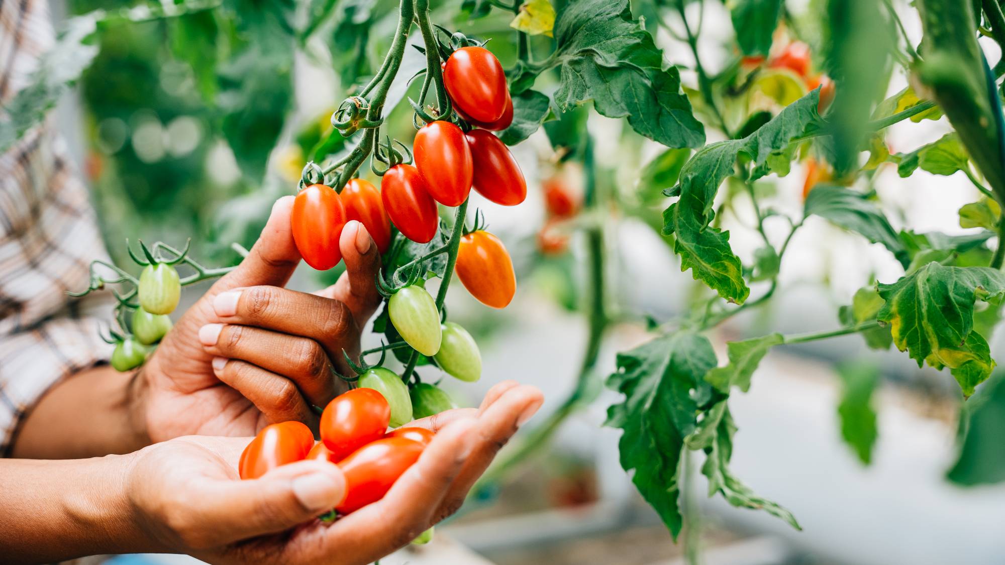 Woman harvesting cherry tomatoes