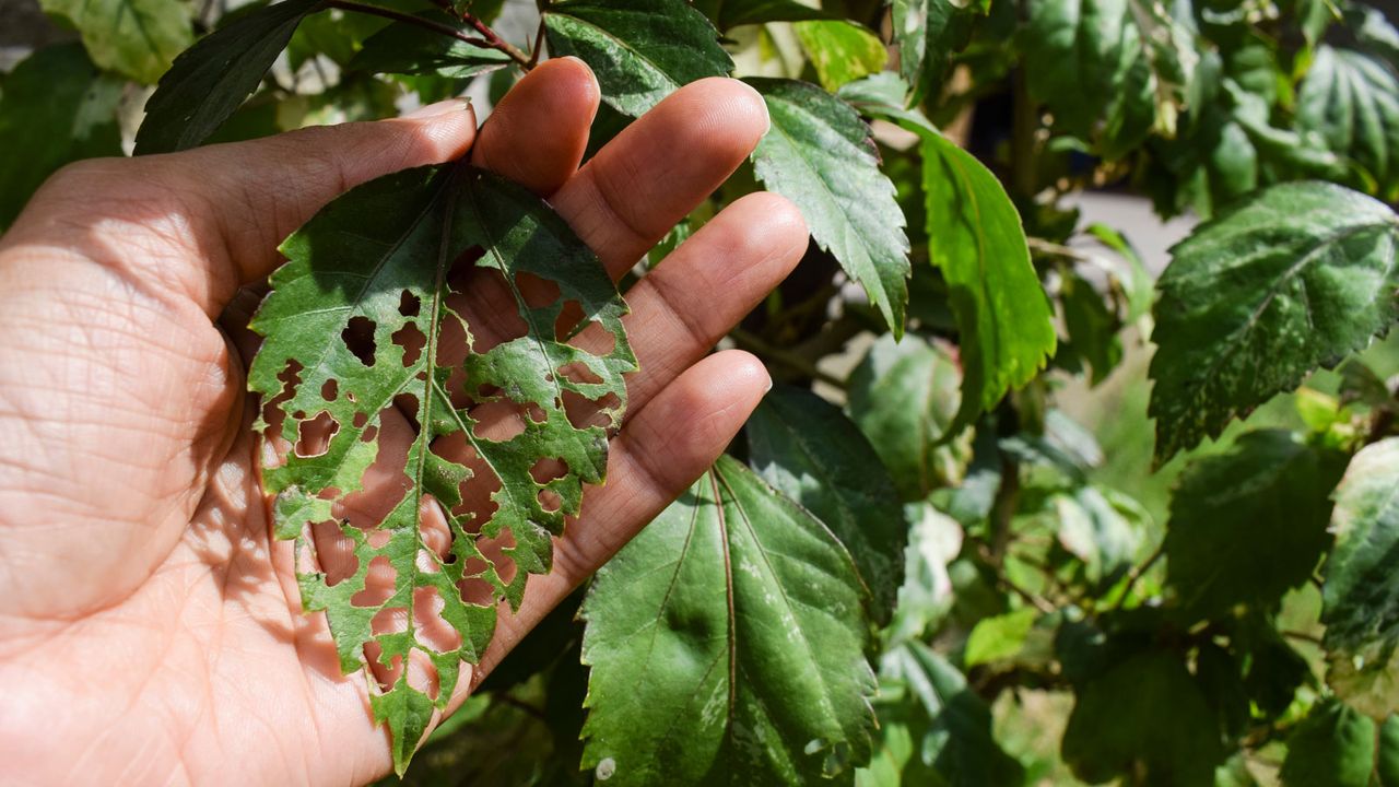 hibiscus disease on leaves in garden