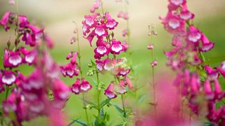 purple penstemon in bloom