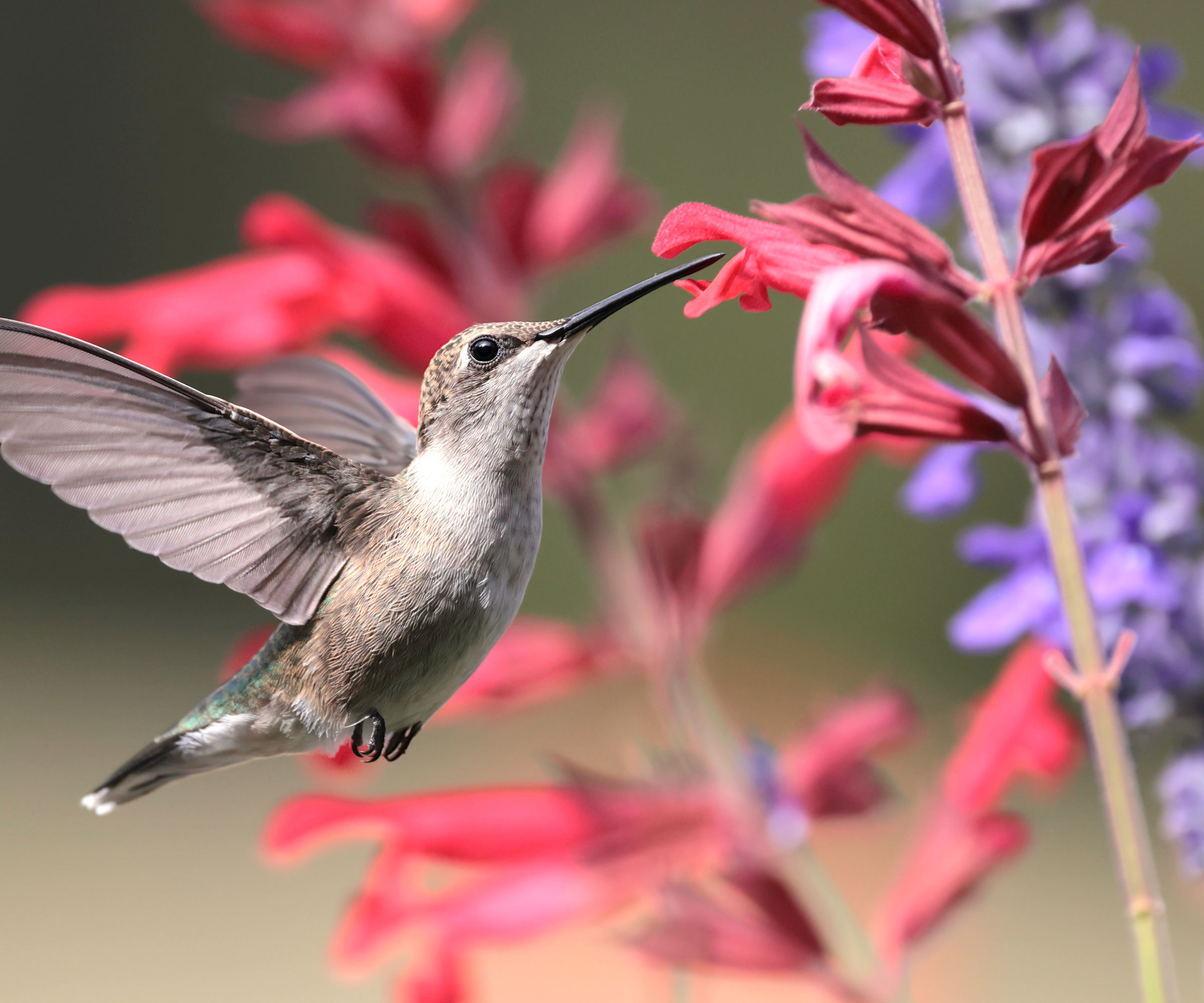 hummingbird hovering near red penstemon