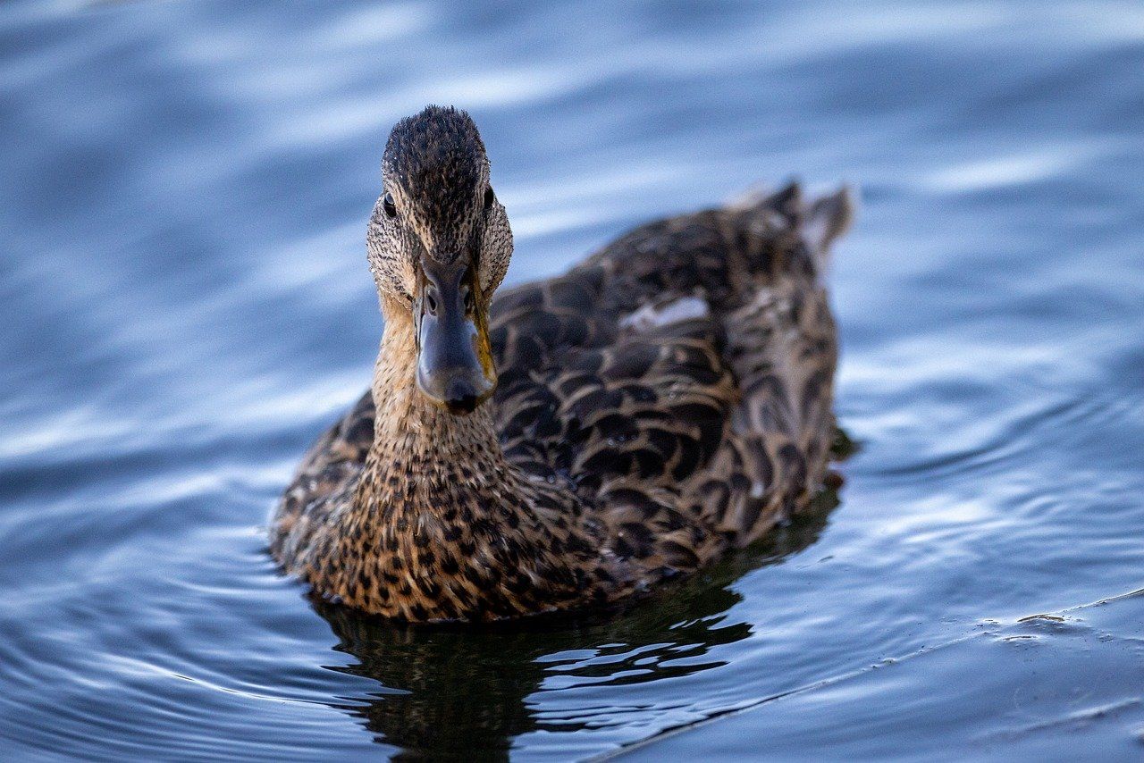 duck