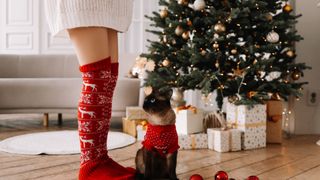 A cat sits by a Christmas tree