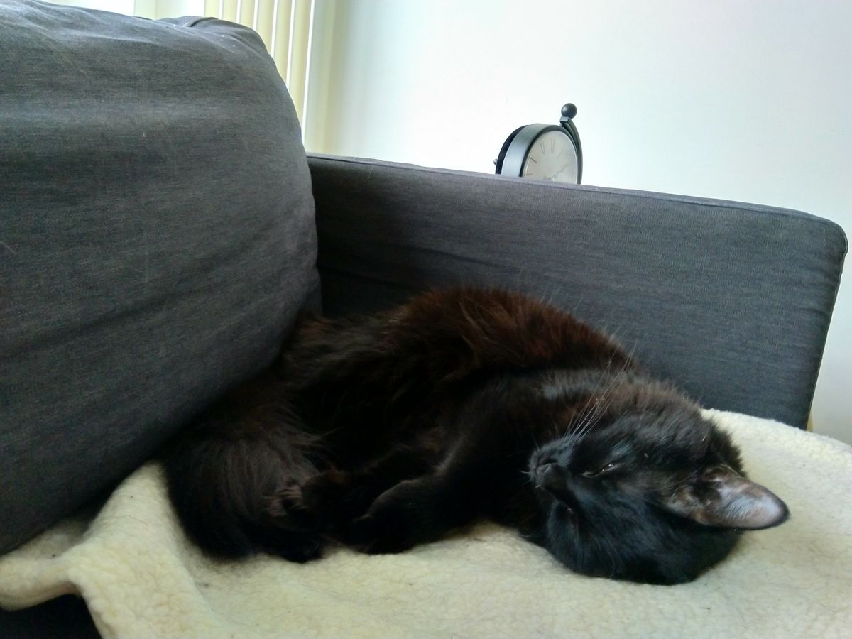 Black cats are notoriously hard to photograph, and this one was in a dimly-lit room on a light blanket. Nonetheless, the 6.1 did better than many budget shooters would.