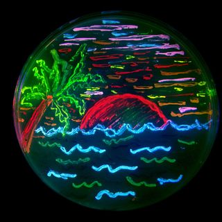 research in action, ria, national institutes of health, nih, bacteria, Allison MacLachlan, genetically engineered bacteria, glowing bacteria, University of California, San Diego, Roger Tsien, biomedicine