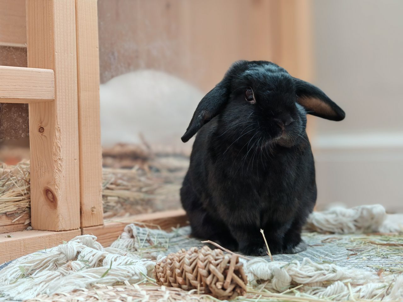 Black rabbit sitting in a hutch