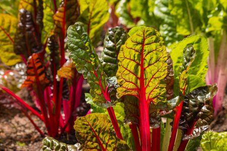 Red-Green Swiss Chard