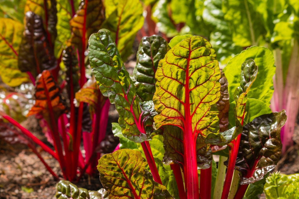 Chard – Rhubarb – Propagation Place