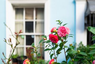 Color image depicting beautiful pink camellia flowers blossoming outside a traditional London townhouse